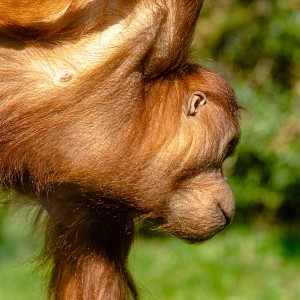 Hellabrunn Orang Uta